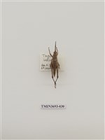 藏品(直翅目(1))的圖片